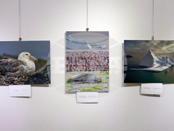 Русе - музей - изложба