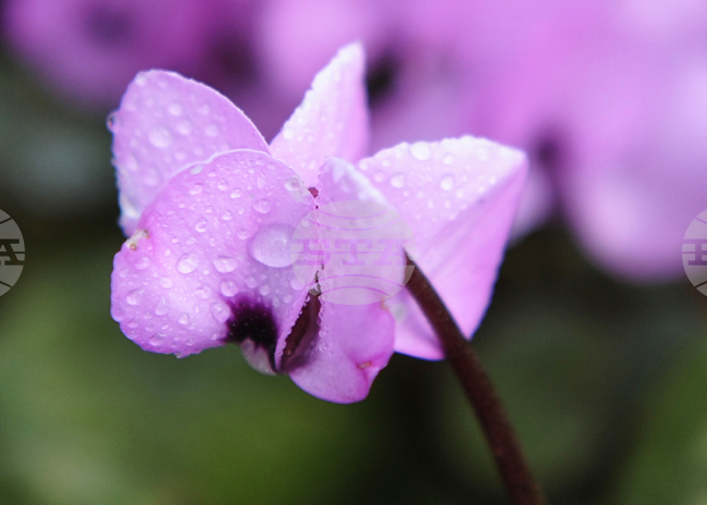 Gardening-Cyclamen
