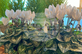 Gardening-Cyclamen