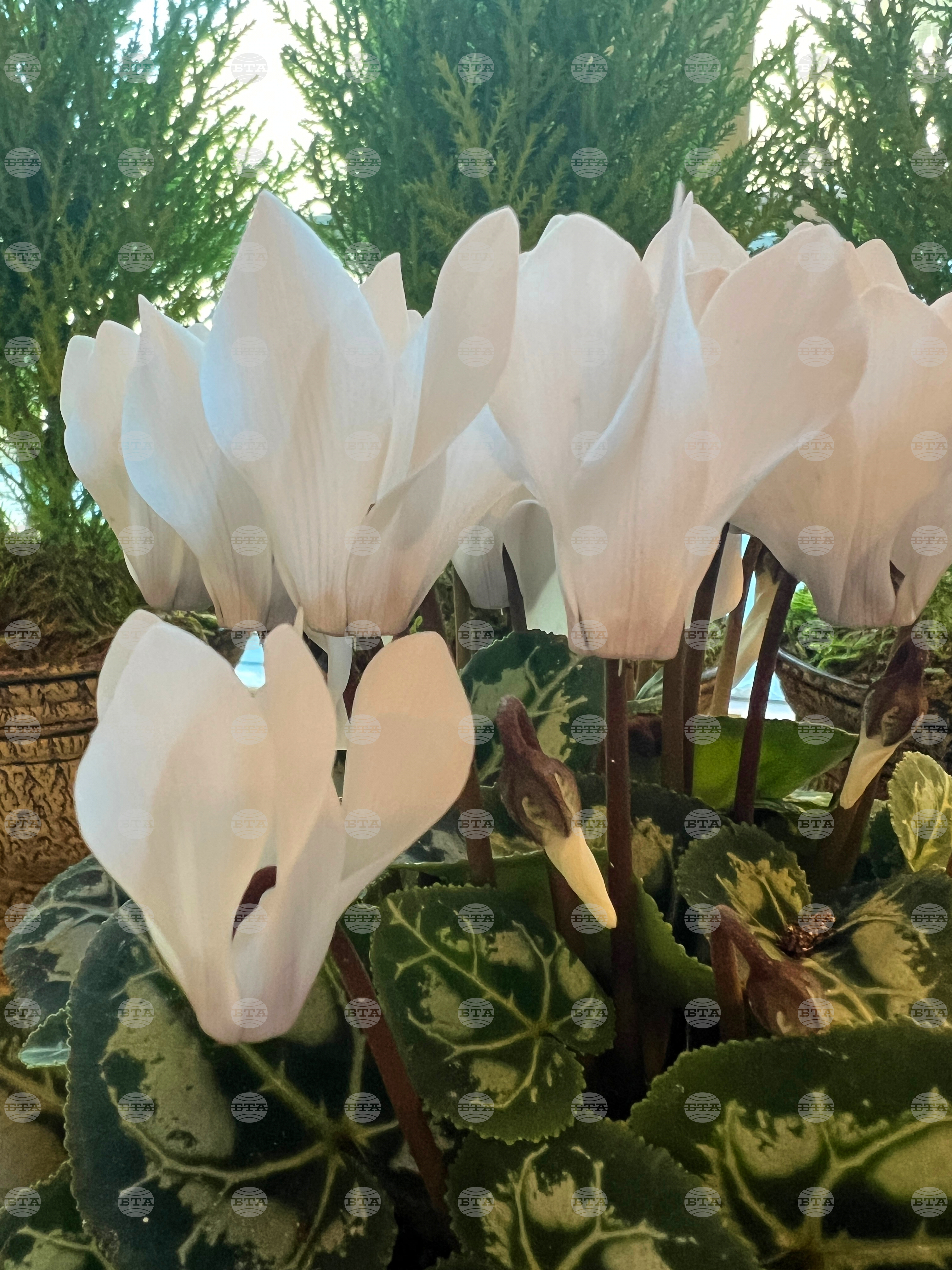 Gardening-Cyclamen