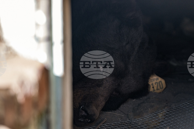 California Bear Under House