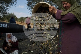 West Bank Settler Violence