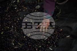 West Bank Settler Violence