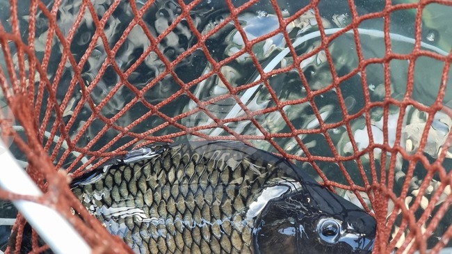 Почти без промяна е цената на шарана за Никулден в Кърджали спрямо миналата година