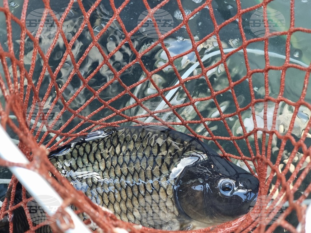 Почти без промяна е цената на шарана за Никулден в Кърджали спрямо миналата година, според търговци