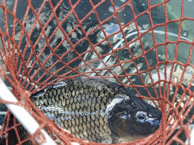 Почти без промяна е цената на шарана за Никулден в Кърджали спрямо миналата година, според търговци