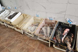 Русе - риба - цени