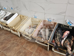 Русе - риба - цени