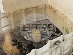 Русе - риба - цени