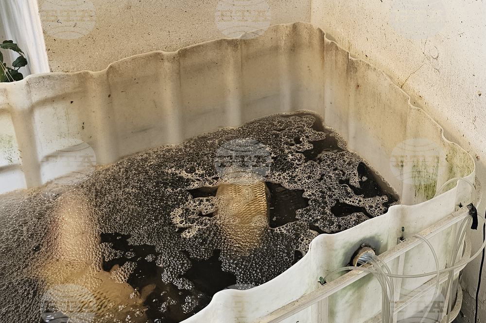 Русе - риба - цени