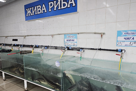 Русе - риба - цени