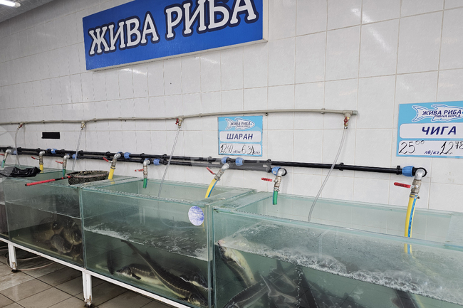 Русенци залагат предимно на традиционния шаран за празничната си трапеза на Никулден