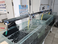 Русе - риба - цени