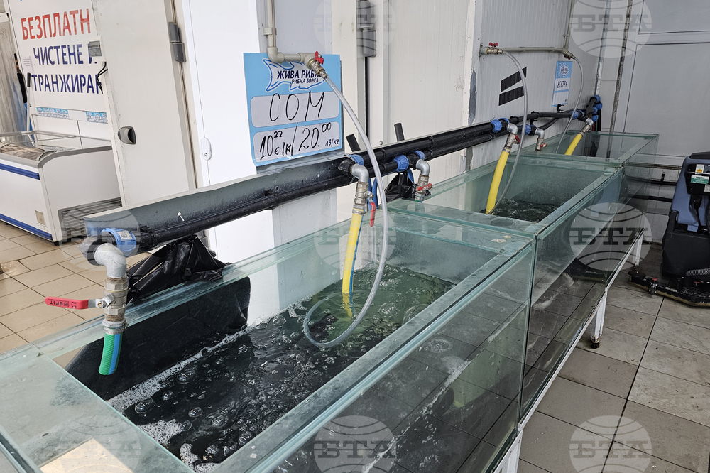 Русе - риба - цени