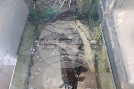 Разград - Никулден - риба - цена