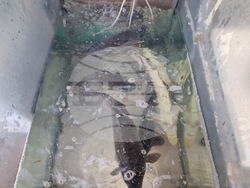 Разград - Никулден - риба - цена