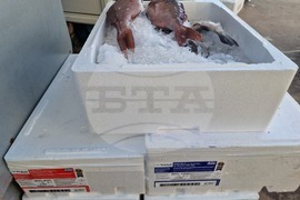 Разград - Никулден - риба - цена