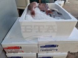 Разград - Никулден - риба - цена