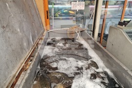 Разград - Никулден - риба - цена