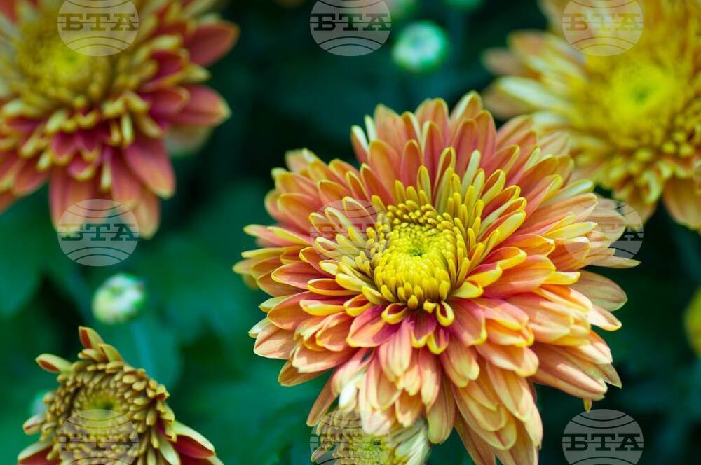 С метода на хроматографията се запознаха участниците в кръжока „Ние и природата“ към Българското средно училище „Христо Ботев“ в Братислава