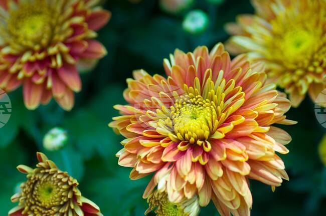 С метода на хроматографията се запознаха участниците в кръжока „Ние и природата“ към Българското средно училище „Христо Ботев“ в Братислава