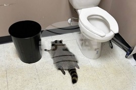 Virginia Drunk Raccoon