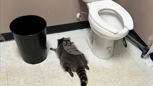 Пиян енот беше намерен припаднал в магазин за алкохол в щата Вирджиния след бурна нощ