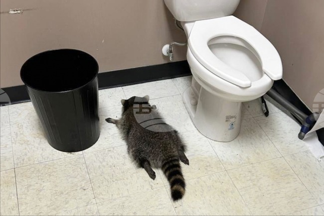 Virginia Drunk Raccoon