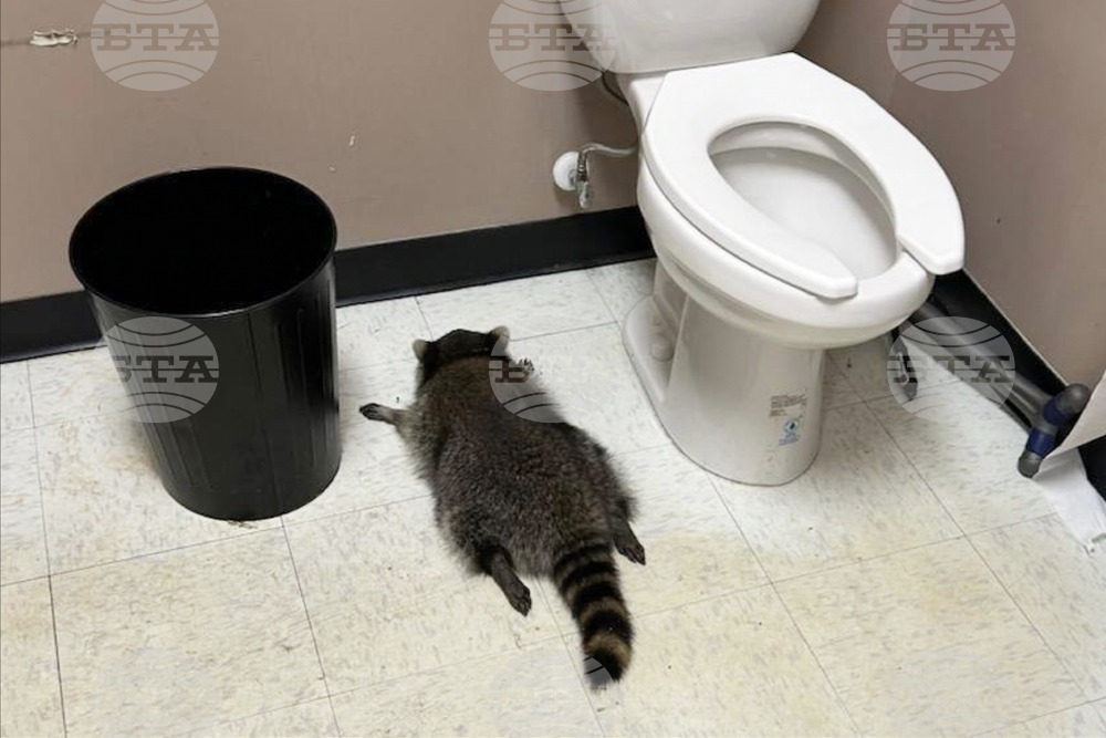 Virginia Drunk Raccoon