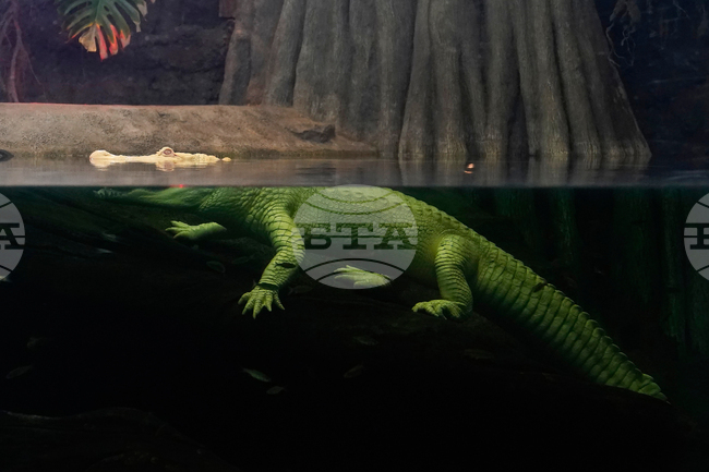 Albino Alligator