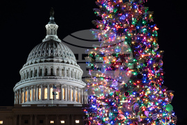 Capitol Christmas Tree