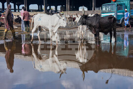 Migration Ivory Coast Herders