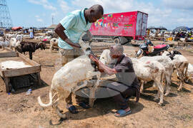 Migration Ivory Coast Herders