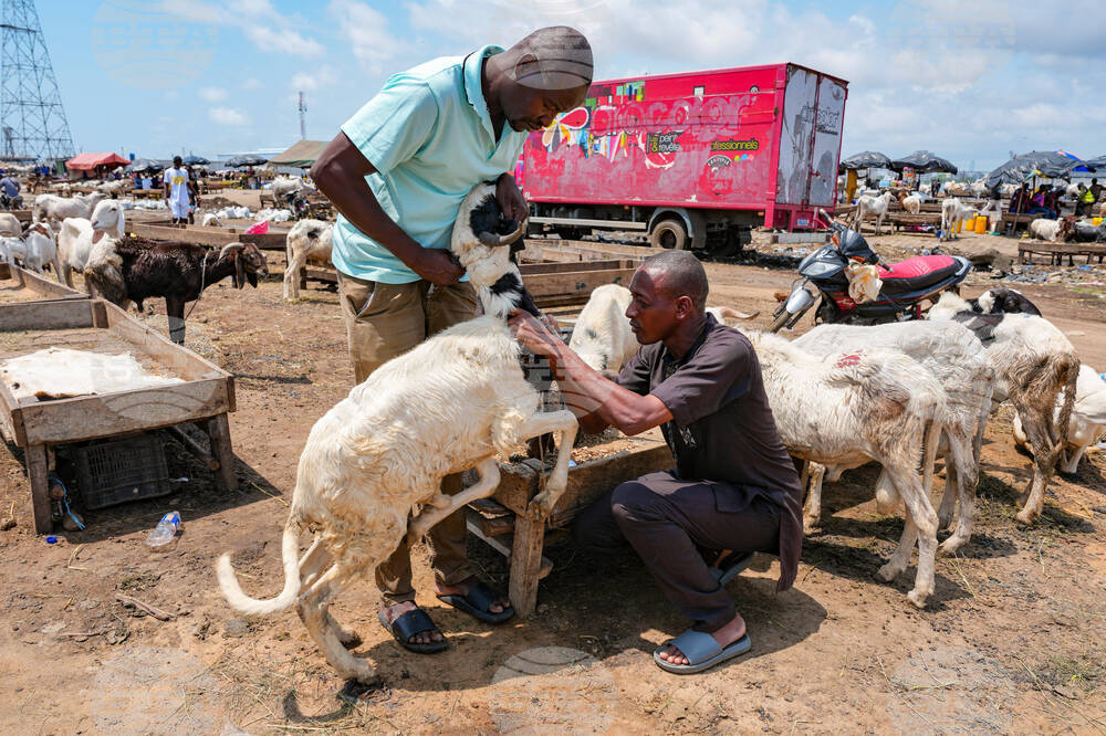 Migration Ivory Coast Herders