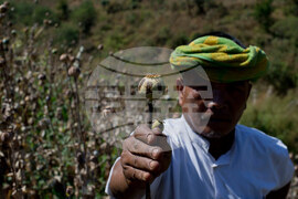 Myanmar Opium