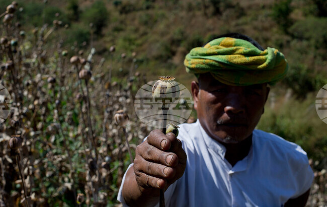 Myanmar Opium