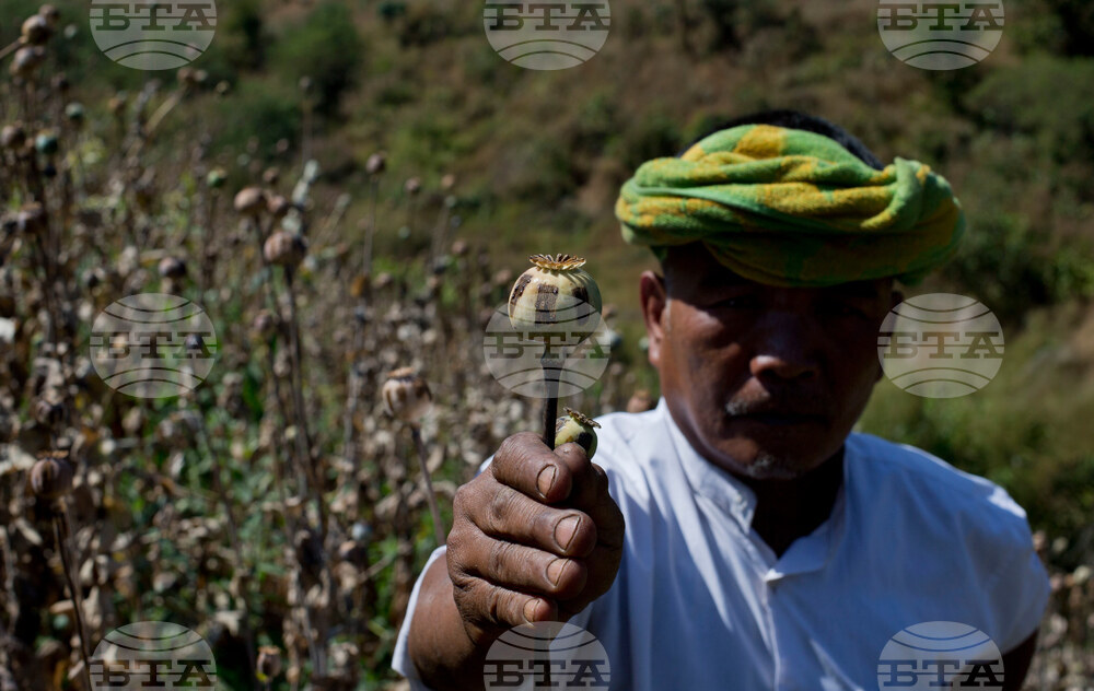 Myanmar Opium