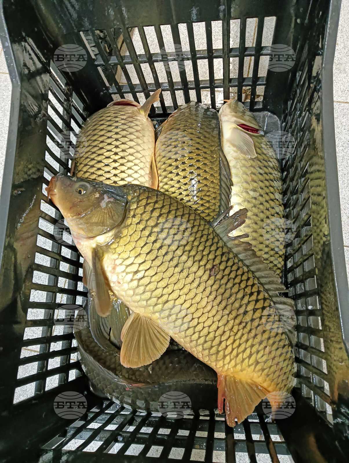 Троян - Никулден - риба - цени