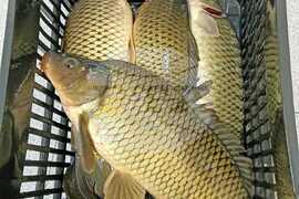 Троян - Никулден - риба - цени