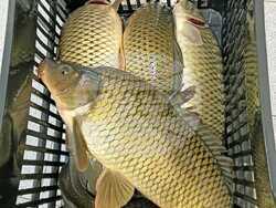 Троян - Никулден - риба - цени