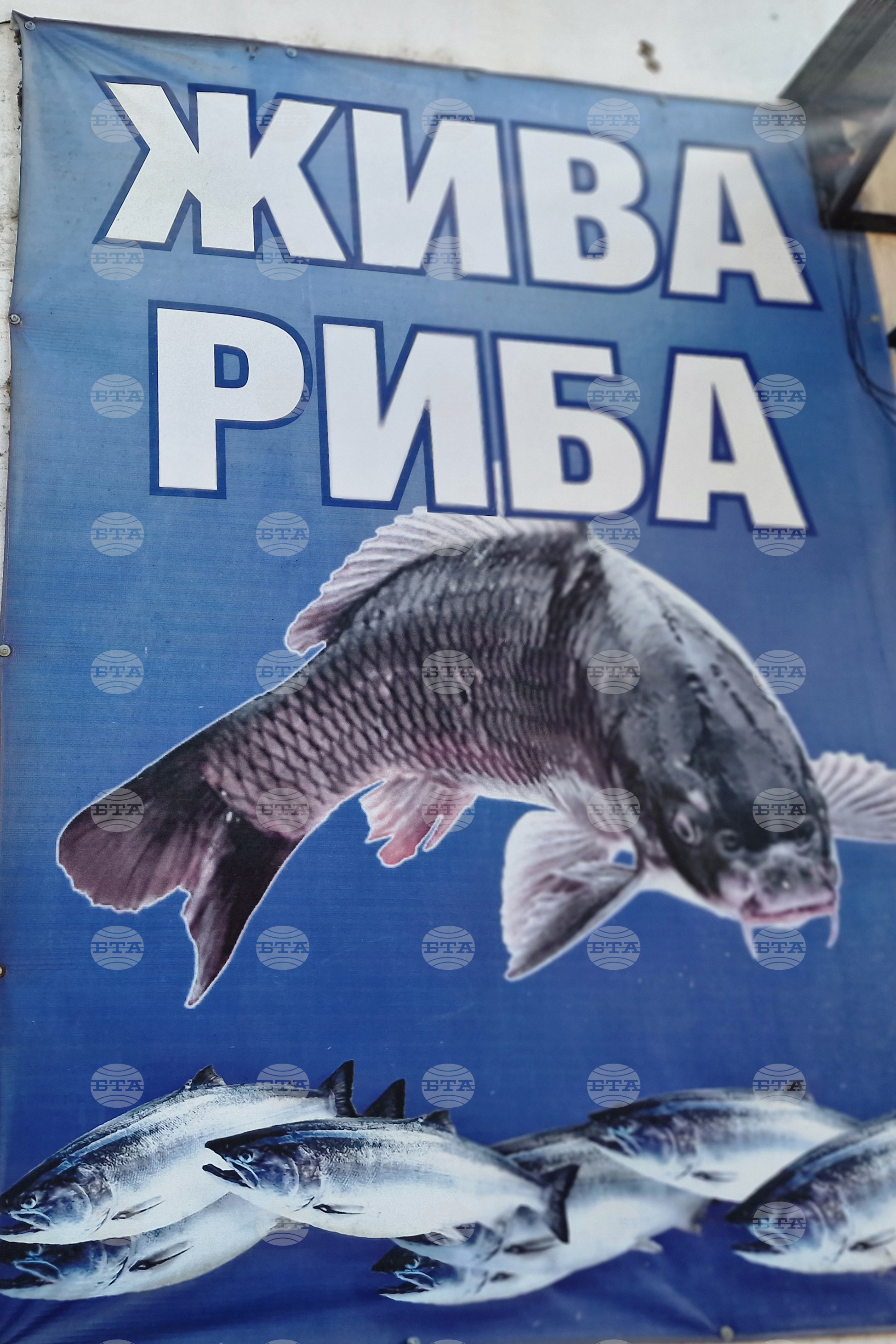 Троян - Никулден - риба - цени