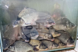 Троян - Никулден - риба - цени