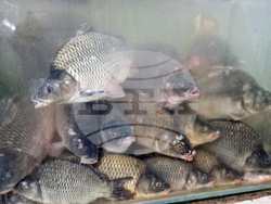 Троян - Никулден - риба - цени