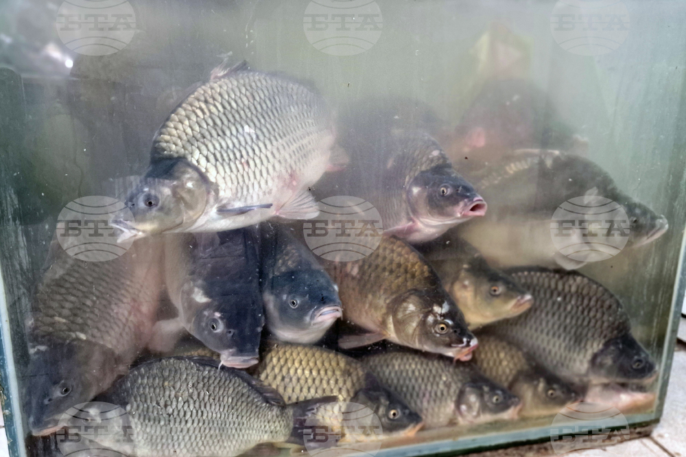 Шаранът остава най-предпочитаната риба за Никулденската трапеза в Троян