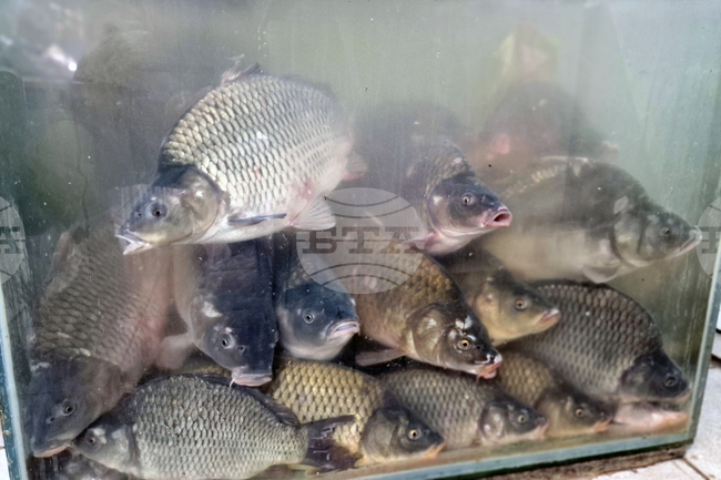 Шаранът остава най-предпочитаната риба за Никулденската трапеза в Троян