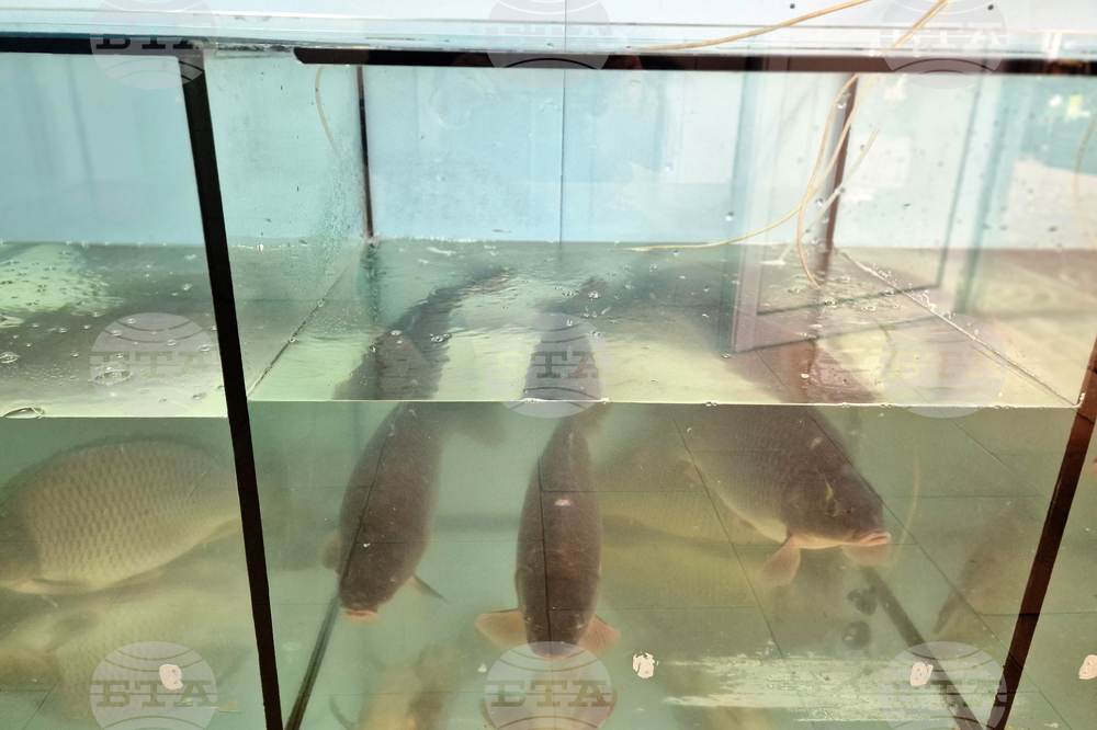 Троян - Никулден - риба - цени