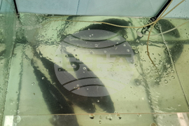 Троян - Никулден - риба - цени