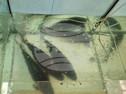 Троян - Никулден - риба - цени