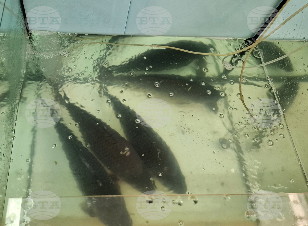 Троян - Никулден - риба - цени