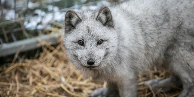 Сдружение “Кампании и активизъм за животните в индустрията”: Полша забранява фермите за кожи – страната е най-големият производител на ценни кожи в Европа